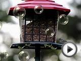 Video of Birds with Canon Rebel T3i & Corel editing software